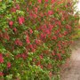 Ribes sanguineum 'King Edward VII'